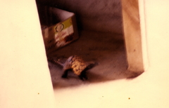 Phataginus tetradactyla