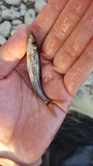 Hemibarbus longirostris