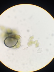 Aulacomnium androgynum