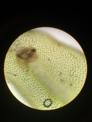 Aulacomnium androgynum