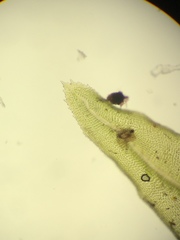 Aulacomnium androgynum