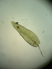 Aulacomnium androgynum