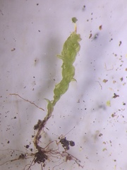 Aulacomnium androgynum