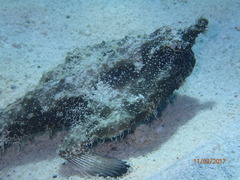 Ogcocephalus vespertilio
