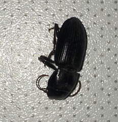 Harpalina