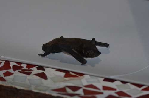 Evening Bat photographed in Louisiana