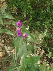 Tradescantia peninsularis