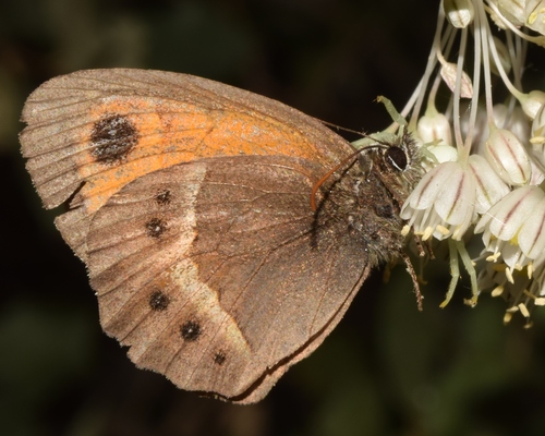 Spanish Gatekeeper, Almería, España, photo 6 of 10