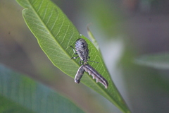 Apateticus lineolatus