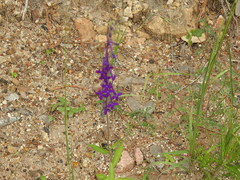 Lobelia sinaloae