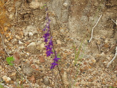 Lobelia sinaloae