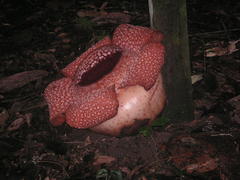 Rafflesia arnoldii
