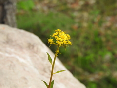 Zaluzania