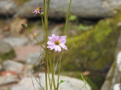 Iostephane heterophylla
