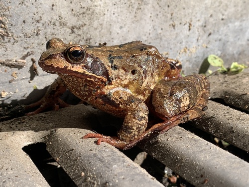 Grasfrosch
