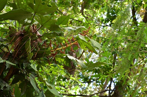 Oreopanax peltatus, photograph 6