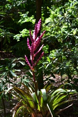 Tillandsia lucida, photograph (c) Neptalí Ramírez Marcial, some rights reserved (CC BY)