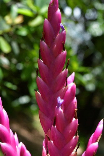 Tillandsia lucida, photograph 4