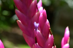 Tillandsia lucida, photograph (c) Neptalí Ramírez Marcial, some rights reserved (CC BY)