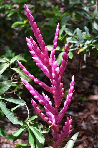 Tillandsia lucida, photograph 6