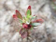 Manyflower Ammannia (Rotala ramosior)