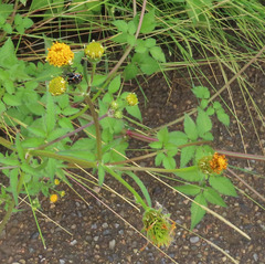 Bidens pilosa pilosa