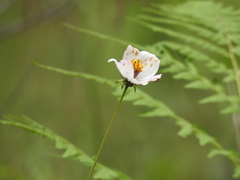 Cosmos palmeri
