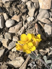 Physaria alpina, photograph author not stated, no rights reserved