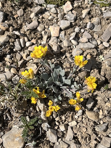 Physaria alpina, photograph 5