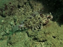 Centrogenys vaigiensis
