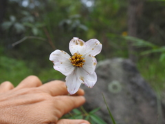 Cosmos palmeri