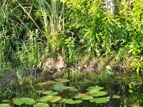 Swamp Rabbit photographed in Louisiana