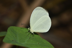 Leucidia elvina