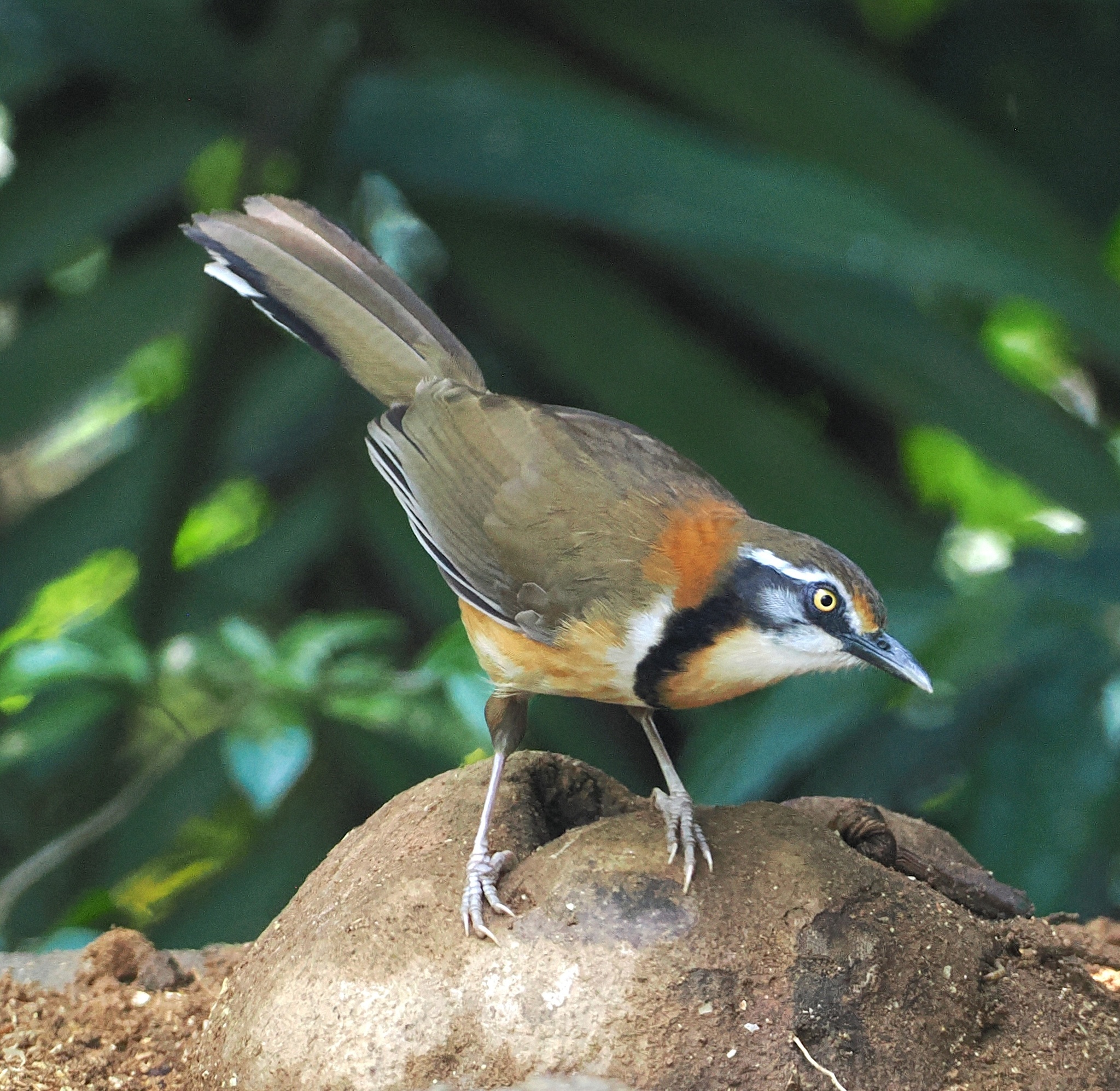 Lesser Necklaced Laughingthrush