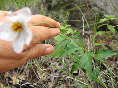 Cosmos palmeri