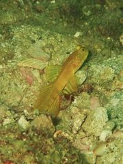 Cryptocentrus sericus