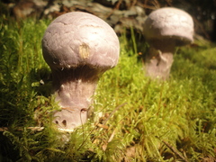 Cortinarius camphoratus