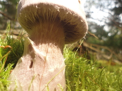 Cortinarius camphoratus