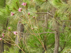 Iostephane heterophylla