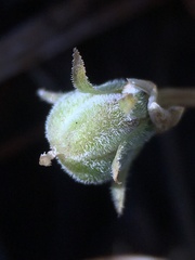 Viola pinetorum grisea