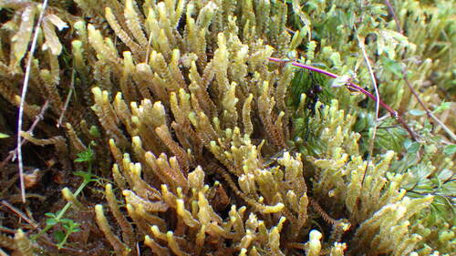 Anastrepta orcadensis