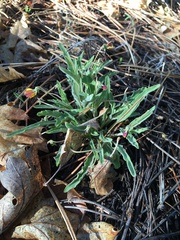 Viola pinetorum grisea