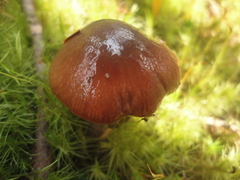 Cortinarius stillatitius
