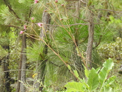 Iostephane heterophylla