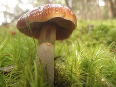 Cortinarius stillatitius