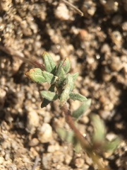 Camissonia kernensis