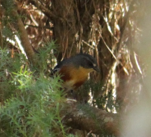 Buff-throated Warbling Finch (Microspingus lateralis), photo 5