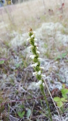 Spiranthes casei