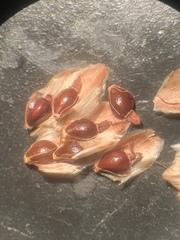 Eleocharis quadrangulata