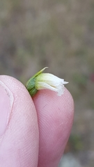 Spiranthes casei
